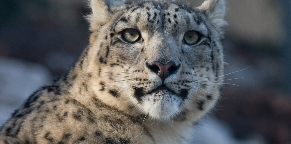 Snow leopard expedition - Snow leopard expedition - Snow leopard tracking - Snow leopard photography tour - Wildlife expedition Himalayas - Snow leopard conservation trip - Endangered species expedition - Snow leopard habitat exploration - High-altitude wildlife safari --- ### 📷 **Photography/Filming Focus** - Snow leopard photography expedition - Wildlife photography Himalayas - Rare animal photography tour - Big cat photography tour - Filming snow leopards in the wild - Best time to photograph snow leopards --- ### 🧭 **Adventure & Travel** - Adventure travel in the Himalayas - Trekking in snow leopard territory - Wildlife trekking Ladakh - Remote mountain expedition India/Nepal - Off-the-beaten-path wildlife tour - Himalayan wildlife adventure --- Conservation & Eco-Tourism** - Snow leopard conservation expedition - Ethical wildlife tourism - Eco-friendly wildlife tours - Support snow leopard conservation - Community-based eco-tourism Himalayas --- ### 🐾 **Scientific & Educational** - Snow leopard research expedition - Wildlife biology field trip - Studying snow leopard behavior - Camera trap wildlife study - Alpine predator tracking --- Want suggestions tailored for social media hashtags, blog titles, or something more niche (like eco-tourism operators or Nat Geo-style documentaries)? Just let me know!